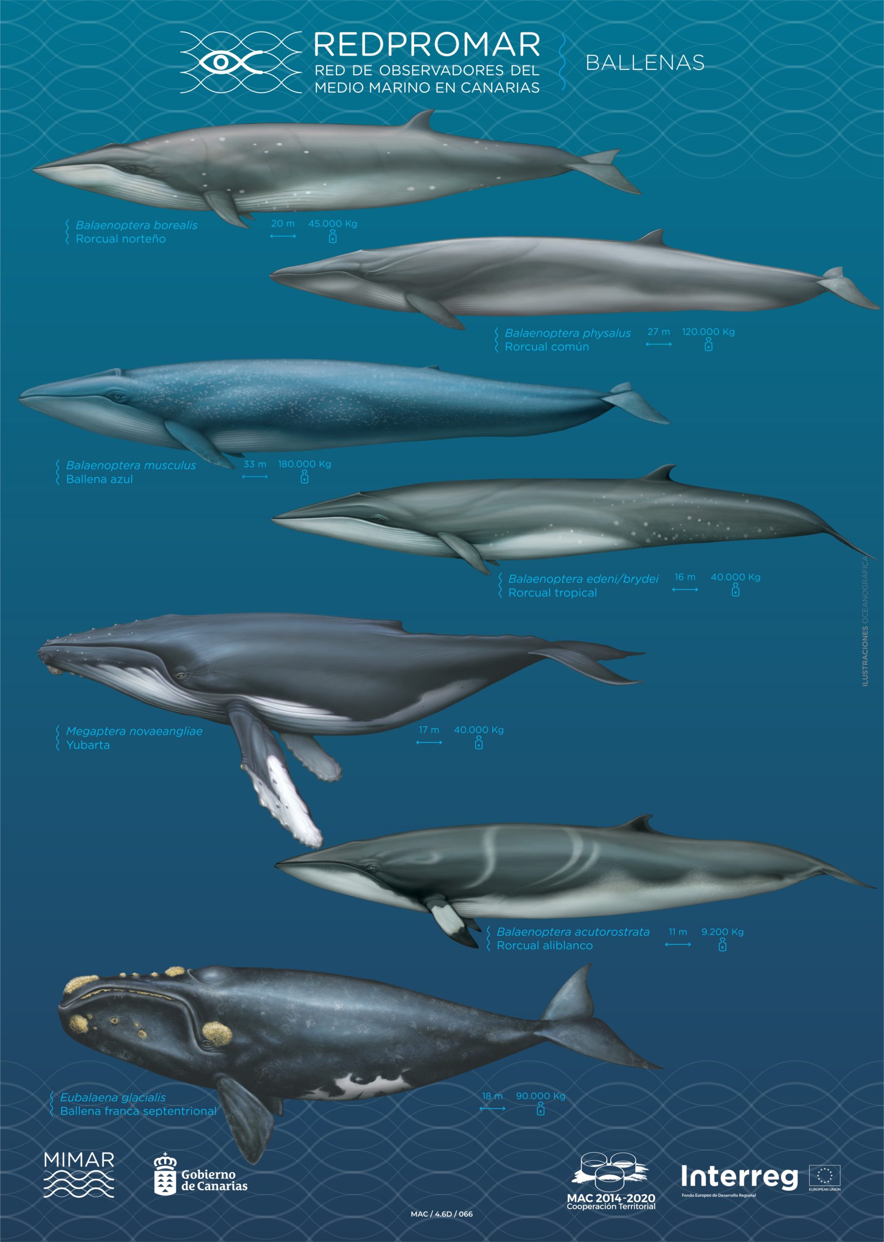 CODE OF CONDUCT FOR WHALE WATCHING - Calero Marinas